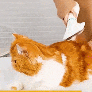 Miniatura 5 de CEPILLO SECADOS 2EN1 PARA MASCOTAS